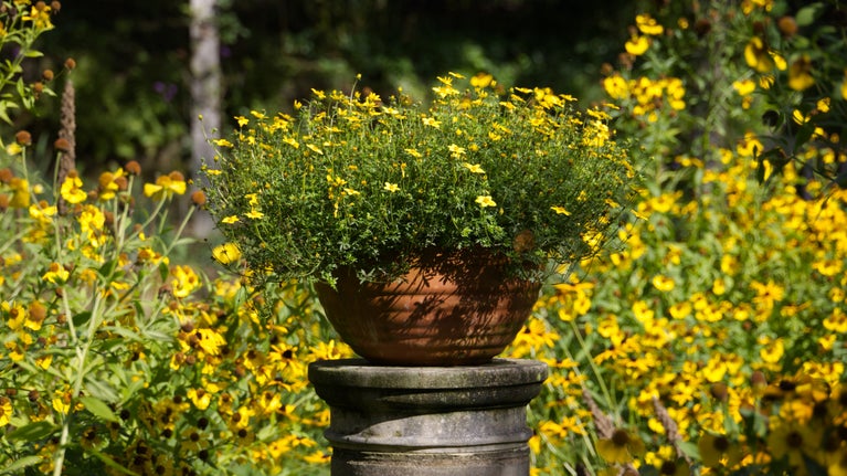 Autumn flowers in the Rosery at Standen